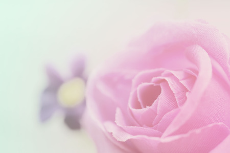 rose flower made with  filter colorの写真素材