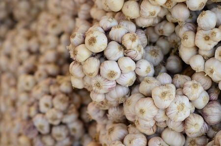 Common Garlic, Allium ,Garlic, Allium sativum L.の写真素材