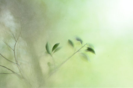 natural background blur focus