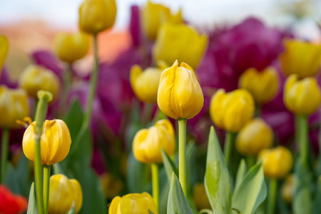 tulip flower in garden outdoor