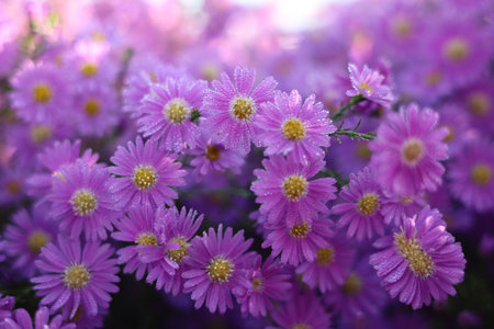 Purple daisies in the garden. Shallow depth of field.の写真素材