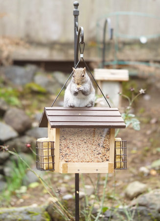 Chubby squirrel chills with peanut.の写真素材