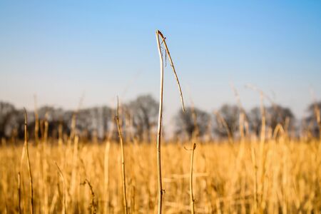Broken crop in the winter - Montferland, The Netherlandsの写真素材