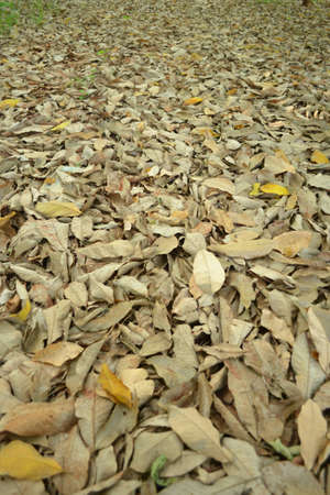 nature  floorのeditorial素材