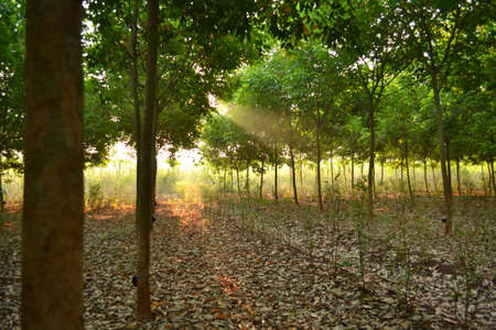 treeの写真素材