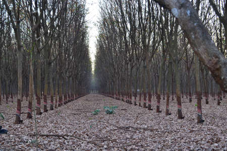 treeの写真素材