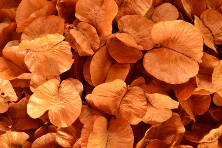 flowerの写真素材