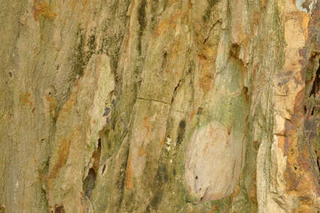 the wood become a stoneの写真素材