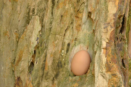 the wood become a stoneの写真素材