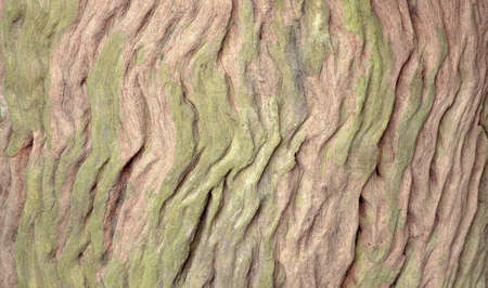 wood grainの写真素材