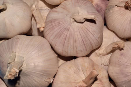 garlicの写真素材