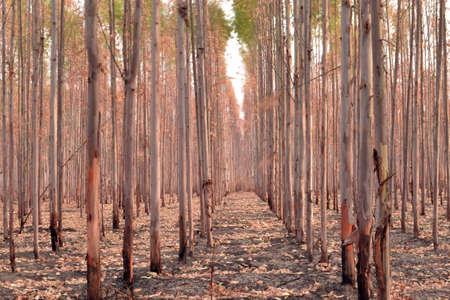 treeの写真素材