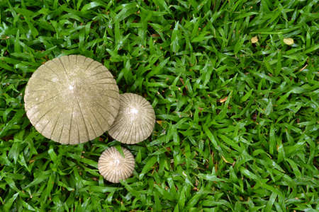 greenの写真素材