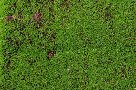 greenの写真素材