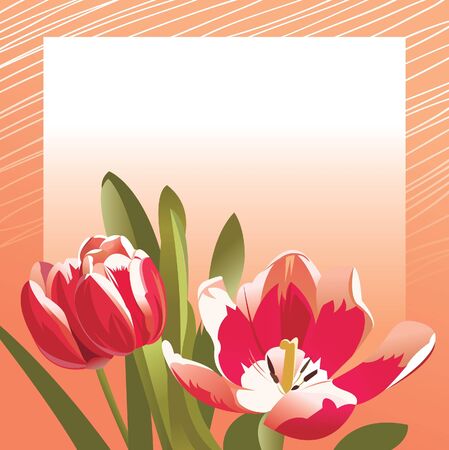 Congratulation card with tulipsのイラスト素材
