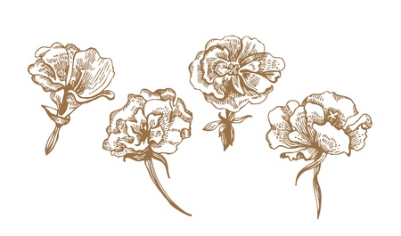 Floral collectionのイラスト素材