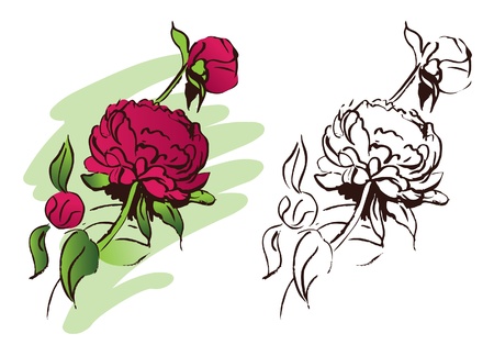 Peony flower, hand drawn illustration のイラスト素材