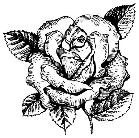 Rose  Hand-drawn illustrationのイラスト素材