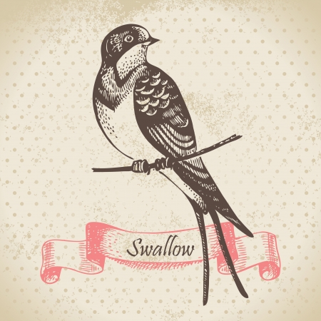 Swallow bird, hand-drawn illustration のイラスト素材