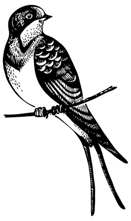 Swallow bird, hand-drawn illustration のイラスト素材