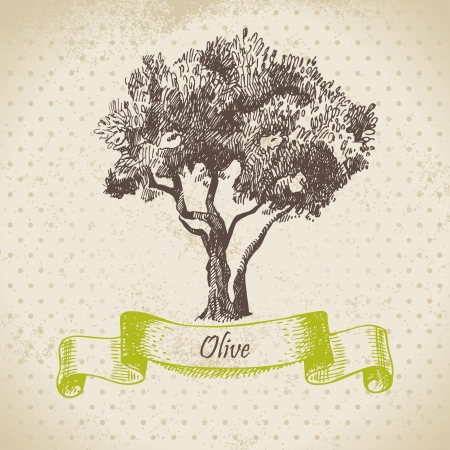 Olive tree  Hand drawn illustrationのイラスト素材