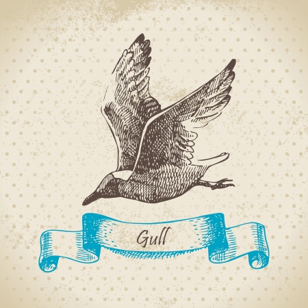 Gull. Hand drawn illustration	のイラスト素材