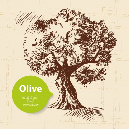 Vintage olive background. Hand drawn illustrationのイラスト素材