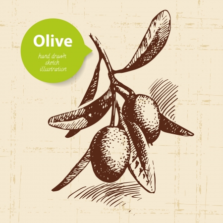 Vintage olive background. Hand drawn illustration	のイラスト素材