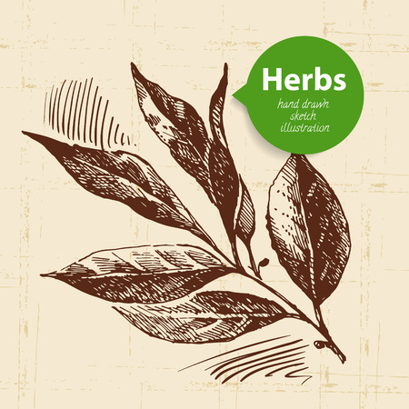 Kitchen herbs and spices. Vintage background with hand drawn sketch bay leafのイラスト素材