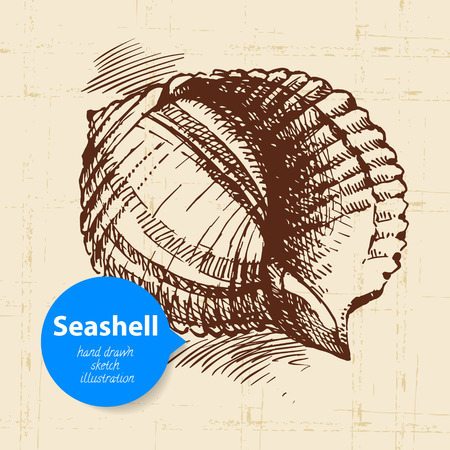 Seashell hand drawn sketch. Vintage illustration	のイラスト素材