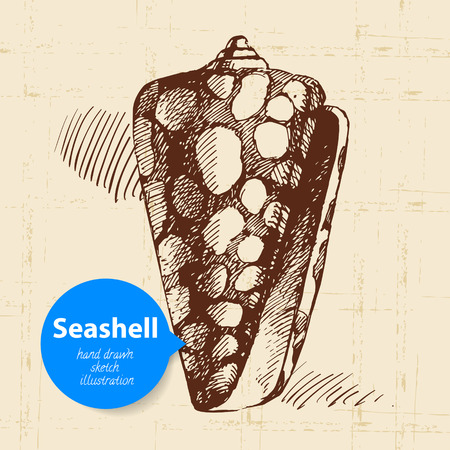 Seashell hand drawn sketch. Vintage illustrationのイラスト素材