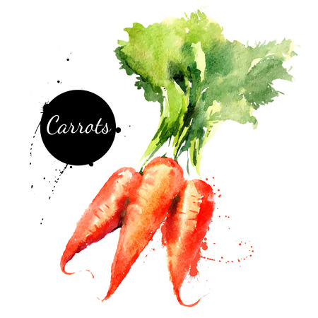 Carrots. Hand drawn watercolor painting on white background. Vector illustrationのイラスト素材