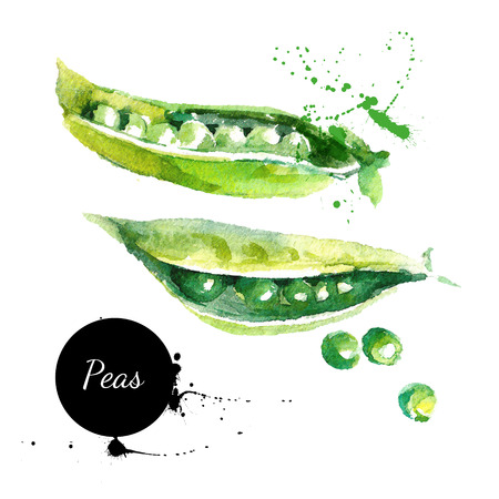 Peas. Hand drawn watercolor painting on white background. Vector illustrationのイラスト素材