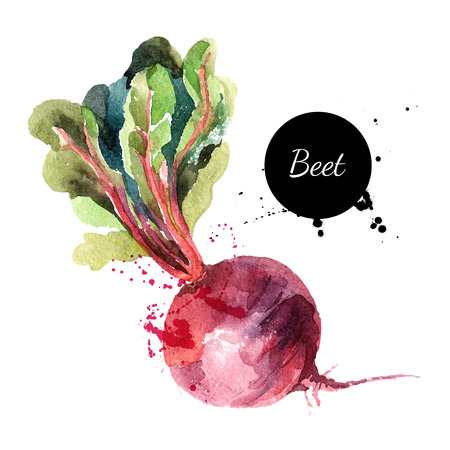 Beet. Hand drawn watercolor painting on white background. Vector illustrationのイラスト素材