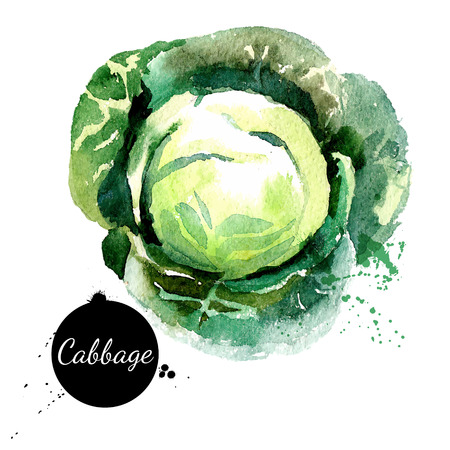 Cabbage. Hand drawn watercolor painting on white background. Vector illustrationのイラスト素材