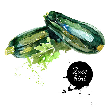 Zucchini. Hand drawn watercolor painting on white background. Vector illustrationのイラスト素材