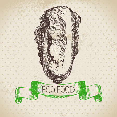 Hand drawn sketch pe-tsai vegetable. Eco food background.Vector illustrationのイラスト素材