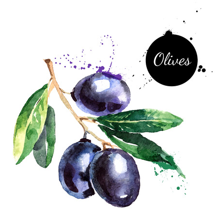 Hand drawn watercolor painting on white background. Vector illustration of fruit olivesのイラスト素材