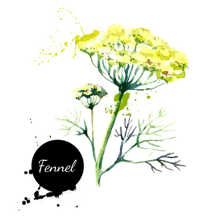 Kitchen herbs and spices banner. Vector illustration. Watercolor fennelのイラスト素材