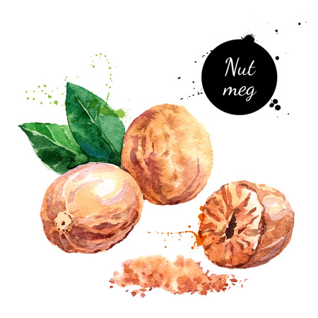 Hand drawn watercolor painting nut on white background. Vector trace illustration of nutmegのイラスト素材