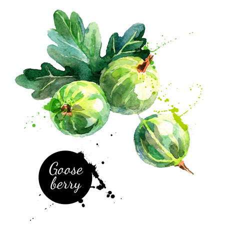 Hand drawn watercolor painting gooseberry on white background. Vector illustration of berriesのイラスト素材