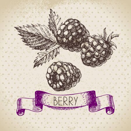 Raspberry.  sketch berry vintage background. illustration of eco foodのイラスト素材