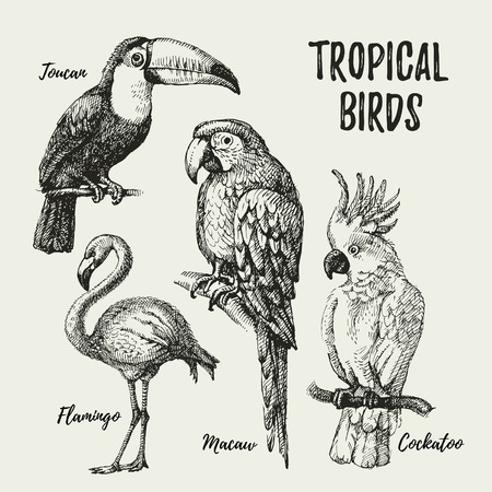 Hand drawn sketch black and white vintage exotic tropical birds set. Vector illustration isolated objectのイラスト素材
