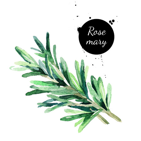 Watercolor hand drawn twig of rosemary. Isolated eco natural herbs illustration on white backgroundの写真素材