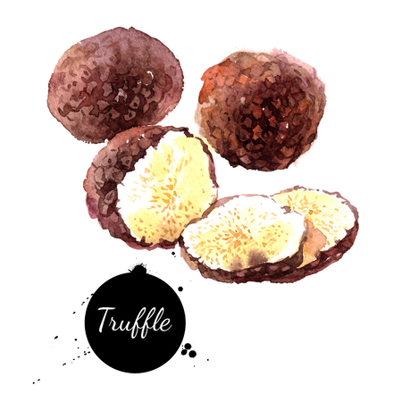 Watercolor hand drawn black truffles. Isolated eco natural food illustration on white backgroundの写真素材
