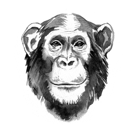 Watercolor hand drawn monkey chimpanzee portrait. Monochrome illustrationの写真素材