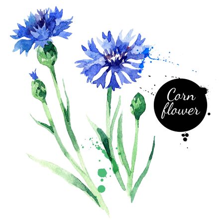 Hand drawn watercolor cornflower vector illustration. Painted sketch botanical herbs isolated on white backgroundのイラスト素材