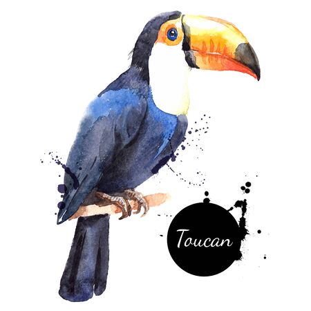 Hand drawn sketch watercolor tropical bird toucan. Vector painted isolated exotic nature illustrationのイラスト素材