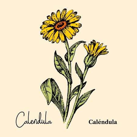 Hand drawn sketch botanical wildflower background. Vector illustration of medical herb. Calendula flowerのイラスト素材
