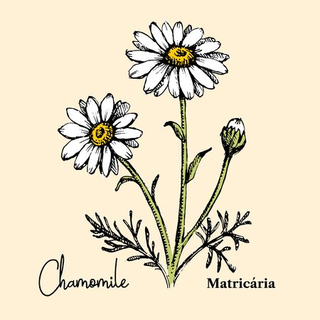 Hand drawn sketch botanical wildflower background. Vector illustration of medical herb. Chamomile flowerのイラスト素材